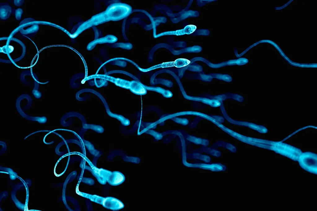 Sperm: Separating The Myths From The Facts