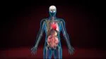 These organs are absolutely essential, and without them, sustaining life would be impossible. However, in the case of paired organs such as the kidneys