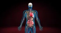These organs are absolutely essential, and without them, sustaining life would be impossible. However, in the case of paired organs such as the kidneys