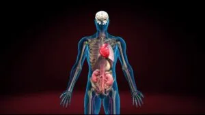 These organs are absolutely essential, and without them, sustaining life would be impossible. However, in the case of paired organs such as the kidneys