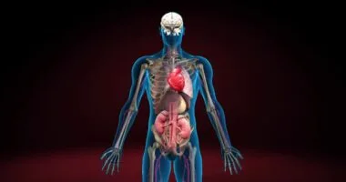 These organs are absolutely essential, and without them, sustaining life would be impossible. However, in the case of paired organs such as the kidneys