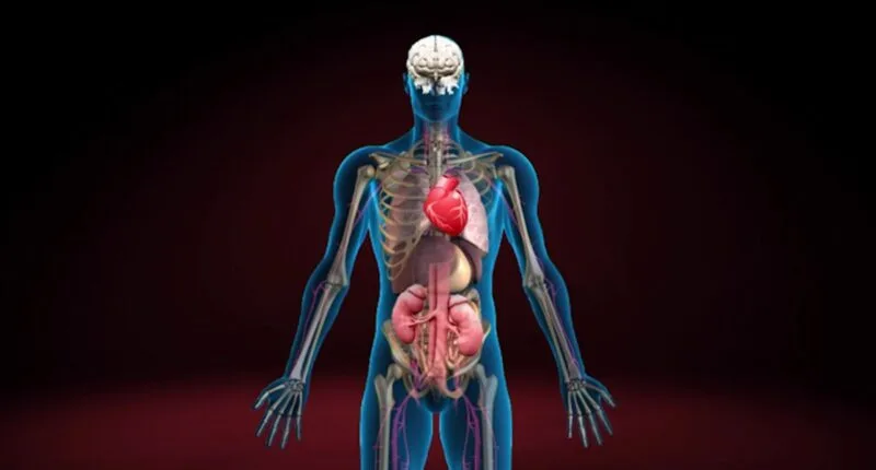 These organs are absolutely essential, and without them, sustaining life would be impossible. However, in the case of paired organs such as the kidneys