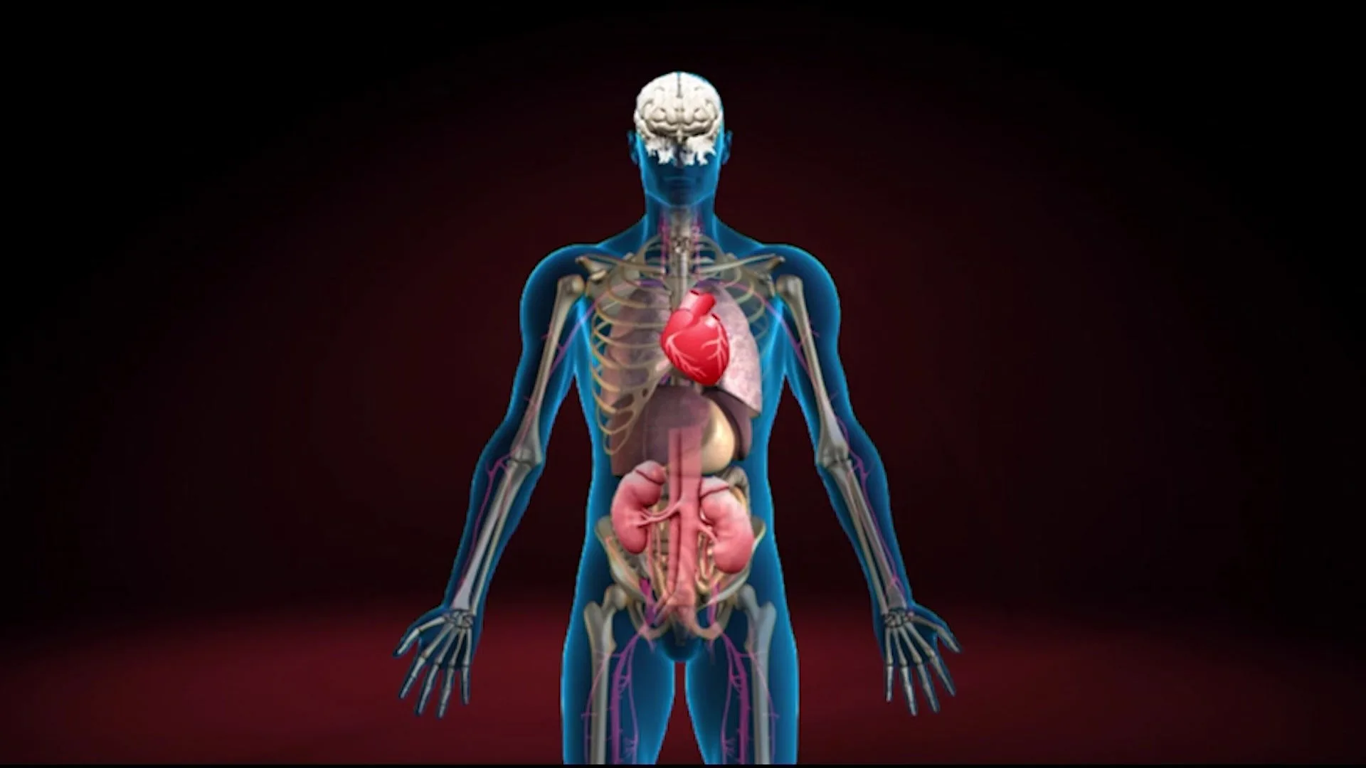 These organs are absolutely essential, and without them, sustaining life would be impossible. However, in the case of paired organs such as the kidneys